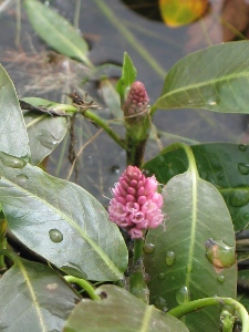 Persicaria spp.